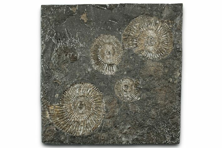 Fossil Ammonite (Dactylioceras) Cluster - Posidonia Shale, Germany #358367